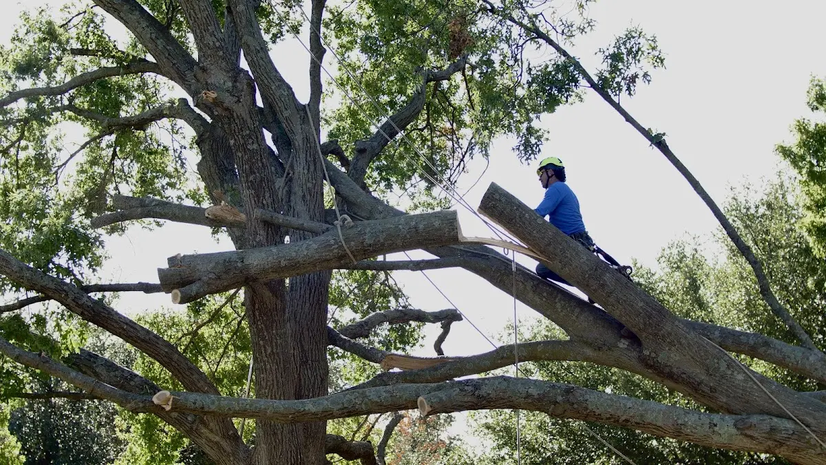 Professional Crown Thinning performed by certified arborists in Dresher